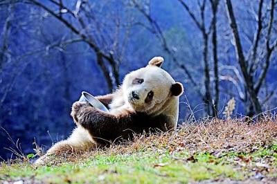 你好！国宝大熊猫