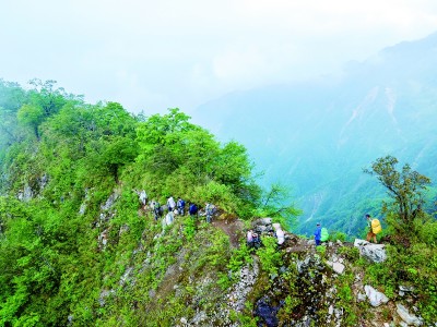深山密林寻熊猫