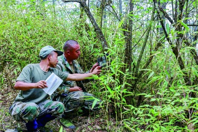 深山密林寻熊猫