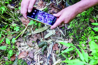 深山密林寻熊猫