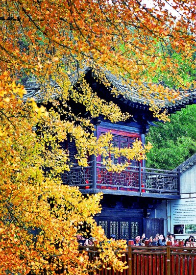 西安：古刹千年银杏“披金甲”