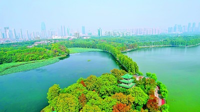 守一城碧水 绘生态画卷——“百湖之市”武汉的湿地保护之道