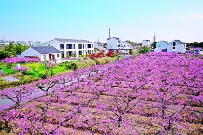 上海市奉贤区青村镇吴房村：小黄桃成为支柱产业