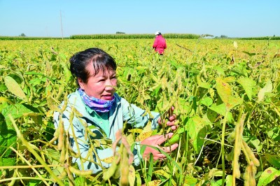 打好“三张牌” 念好“豆”字经——黑龙江省海伦市促进主题教育成果转化推动农业发展