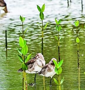 守护湿地，助力人与自然和谐共生
