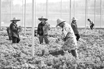 蕲艾产业链助力乡村振兴