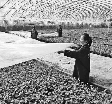 多措并举应对低温雨雪冰冻天气