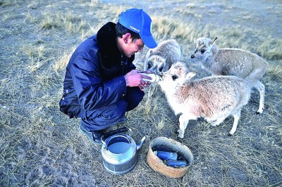 “藏羚羊幼儿园”里的“寒假生活”