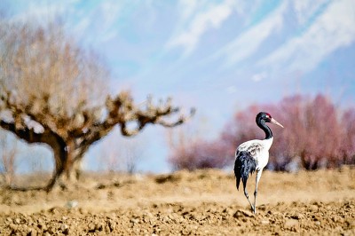 田间黑颈鹤