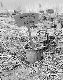 3000株珍稀濒危植物回归三峡库区 3000株珍稀濒危植物回归三峡库区