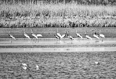 候鸟抵达七里海