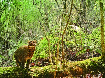 【人与自然和谐相处的温暖瞬间】隔着相机“遥望”金猫