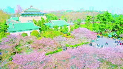 湖北武汉：樱花漫江城 灿烂似云霞
