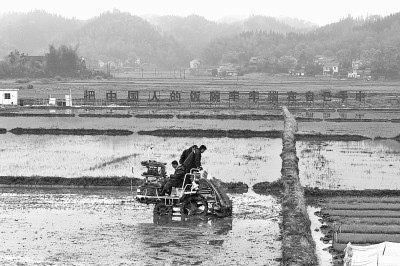 低镉水稻插秧忙