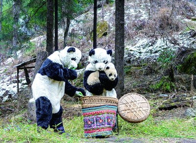 国宝大熊猫：从“濒危”到“易危”