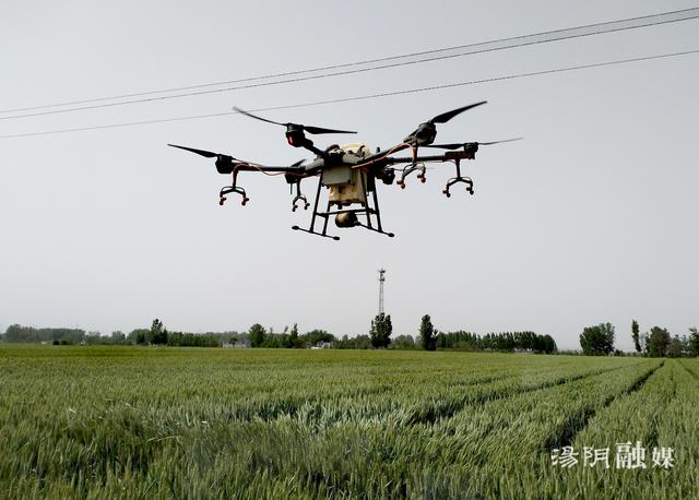 河南安阳汤阴：无人机飞防 为小麦披上“防护衣”