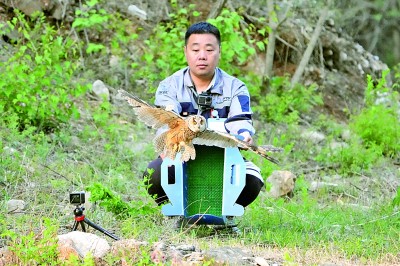 四只康复猛禽重归山林