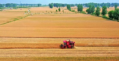 小满时节农事忙