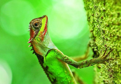 海南热带雨林：猿啼蛙鸣 草木繁盛 万类雨林竞自由