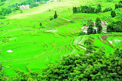 【大美中国】梯田风光