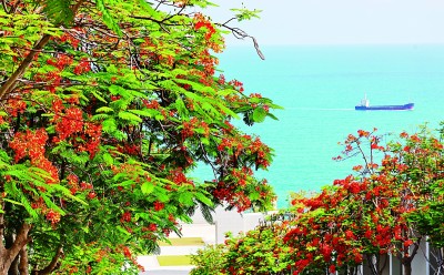 【大美中国】凤凰花开