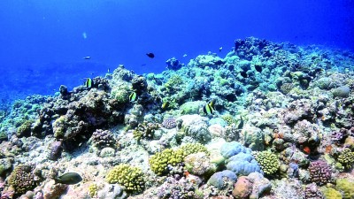 黄岩岛海域环境质量优，珊瑚礁生态系统健康