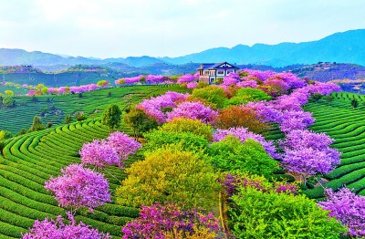 茶缘连山海 茗香飘两岸