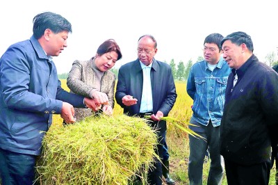 稻花香里逐梦人