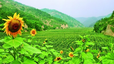 千沟万壑变良田——陕西以淤地坝半岛·BOB官方网站建设助推生态修复和乡村振兴(图3)