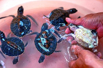 海南三沙：守护海龟的摇篮