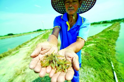 安徽省宣城市郎溪县梅渚镇周家村：青虾满塘悦心扉