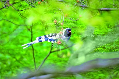 安徽鹞落坪国家级自然保护区：一幅人地和谐的生态画卷