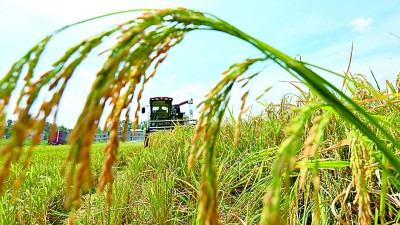 【留住乡愁】稻香