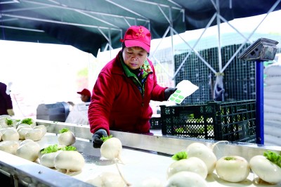 重庆市綦江区赶水镇双丰村：荒地开垦种出“金疙瘩”