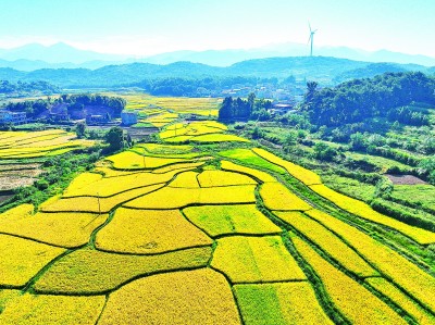 【大美中国】金色田园