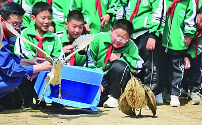 珍视自然瑰宝 守护候鸟迁飞——黄（渤）海候鸟栖息地保护见闻