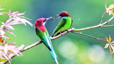 福建明溪：溪畔石輕響，林間百鳥鳴