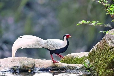 福建明溪：溪畔石輕響，林間百鳥鳴