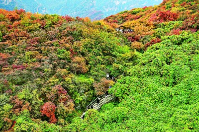 【大美中国】秋日红叶引游人