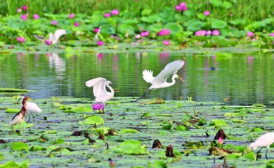 河北衡水湖国家级自然保护区：鱼跃碧湖 鸟舞蓝天