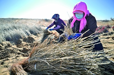 【大调研我们在行动】奇迹！毛乌素沙地治理——世界上最大面积的生态逆转在这里铺开