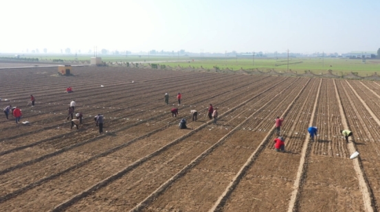 河南安阳滑县：加快推进种业振兴 夯实粮食安全根基