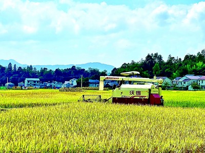 湖北省恩施州鹤峰县走马镇千金村：葛稻共生富百姓