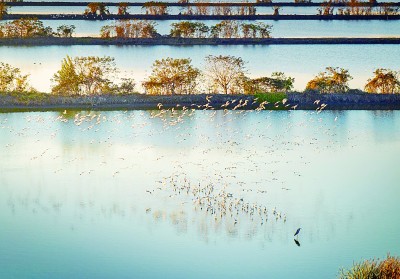 江苏兴化：水墨湿地 候鸟乐园