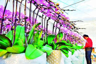 花卉种植助增收