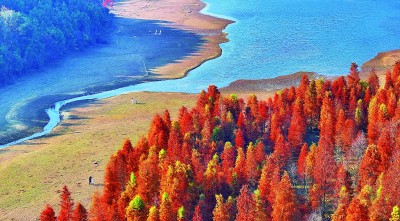 【大美中国】冬日水杉