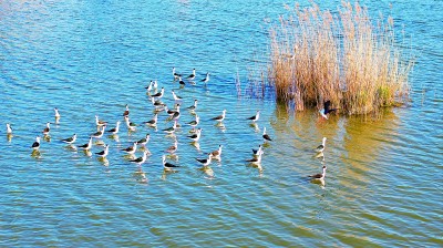 青岛唐岛湾国家湿地公园：山高百鸟鸣 水清万物生