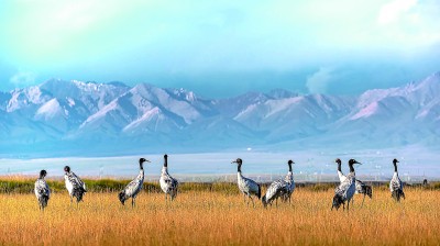 祁连山国家公园：雪峰映日画中藏 生灵跃动芳草延