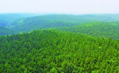 湖北省宜昌市当阳市庙前镇庙前村：湿地松结出“百样果”