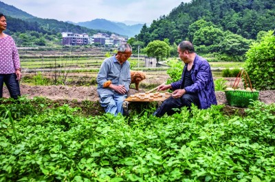 浙江义乌溪华村：田间地头 棋韵悠长